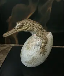 Смола животных кости ископаемое инкубационное Крокодил яйцо имитационное яйцо модель применение для животных модель обучающий инструмент