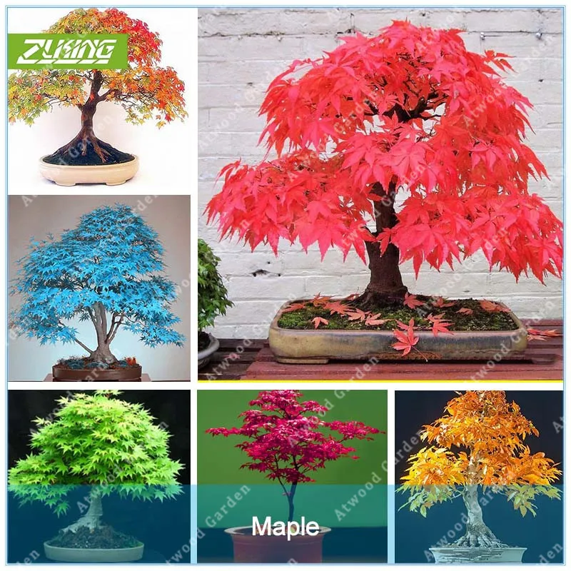 ZLKING 20 Pcs Blue Fire Maple Tree font b Seeds b font Bonsai Tree font b