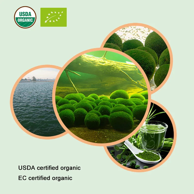 USDA и EC сертифицированный органический порошок хлореллы