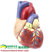 

1: 1 human heart model B ultrasound color ultrasound cardiac medicine heart anatomy teaching model 12*12*25CM