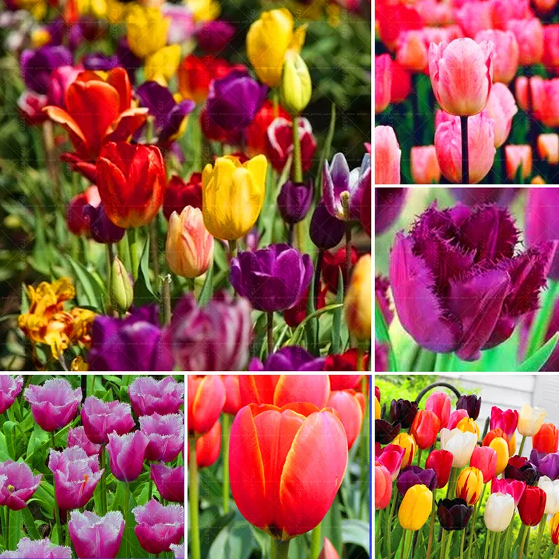 Hot sale!!Rare Tulip Bulb,Free shipping cheap perfume Tulip Bulb