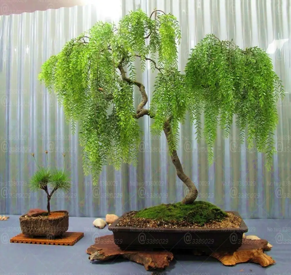 

10Pcs Green Wisteria Bonsai Wisteria sinensis Flower bonsai plants perennial indoor flowering potted plant Ornamental plantas