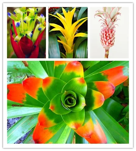 

promotion 100pcs Cactus Bromeliad Bonsai radiation protection Vegetable Fruit Plants