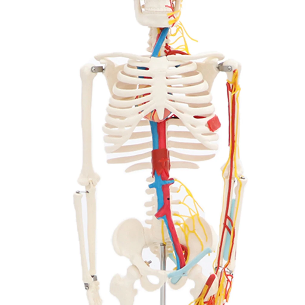 42cm Human Children Body Skeleton Model & 85cm Skeleton Bone Model with Heart Vessel School Anatomical Models Teaching Aids