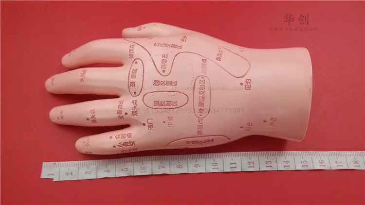 HD Human Acupuncture Palm hard Model Hand Medical teach Meridian Acupoint Model 15CM Traditional Chinese Medical Teaching Model HD Human Acupuncture Palm hard Model Hand Medical teach Meridian Acupoint Model 15CM Traditional Chinese Medical Teaching Model