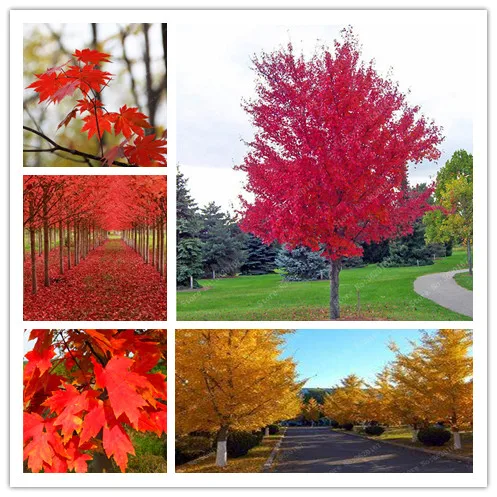 

30Pcs/Bag Mix Colorful Japanses Maple Tree Bonsai Plant DIY Potted Plant For Home Gadern Balcony