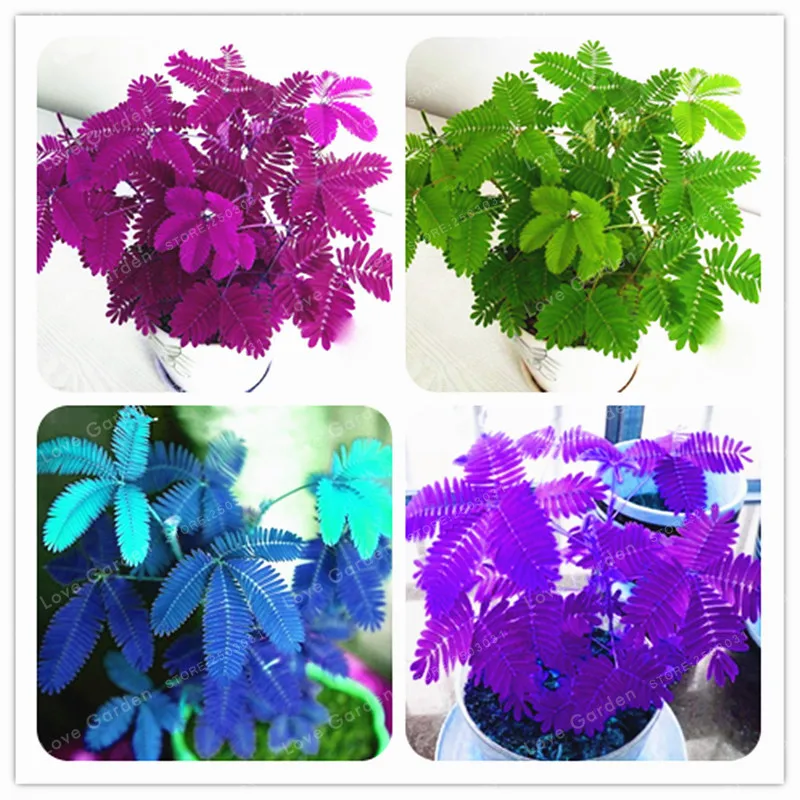 

Hot Sales! 30pcs Bashful Grass Bonsai Mimosa Pudica Linn, Foliage Mimosa Pudica Sensitive Bonsai Plant Home Garden
