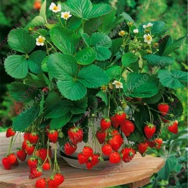Us 041 49 Off100 Pcs Bonsai Strawberry Bonsai Buah Yang Manis Lezat Bonsai Mudah Untuk Tumbuh Tanaman Luar Taman Yang Indah Bunga Bonsai Kapal