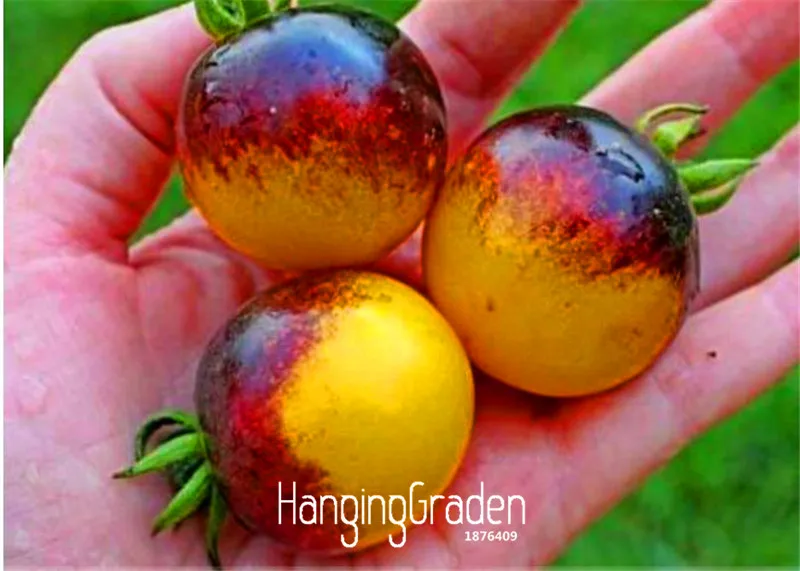

Loss Promotion!Vegetable bonsai,VERY RARE BUMBLE BEE HEIRLOOM TOMATO! LOW ACID 50 PCS/Pack Mini fruit vegetable garden,#OM6U8U