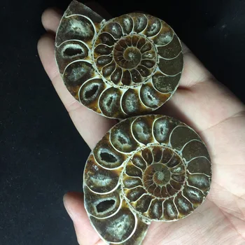 

FSS03---2pcs a lots Christmas Decoration for Home Natural Rough Ammonite Conch Shell Specimen Minerals Hot Sale Ornaments