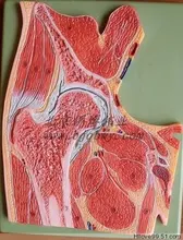 

natural size Anatomical Profile Human Hip Joint model