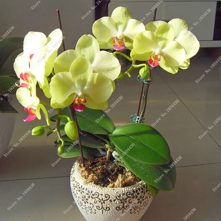 

High Quality Phalaenopsis Potted Indoor & Outdoor Phalaenopsis Orchidee Flower Yellow Phalaenopsis Orchids 50 Pcs