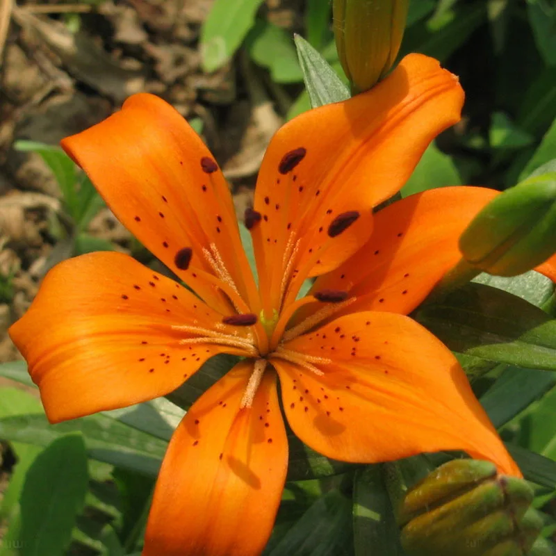 Лилия красно оранжевая. Lilium brownii. Многолетняя Лилия оранжевая. Лилия Садовая оранжевая несортовая. Лилия красно-оранжевая Танжерин.