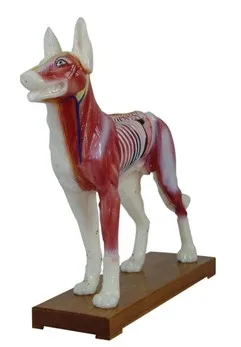 

Dog Body Acupuncture Model / Dog Model / Canine Body Acupuncture Model Veterinary Teaching Animal Anatomy