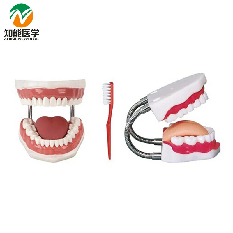 

BX-HY 5 Times Medical Dental Nursing Model Dental Models For Teaching Dental Training Dental Material W002