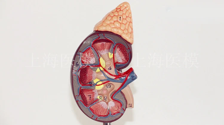 

Kidney model with adrenal gland naturally large kidney urinary system structure model