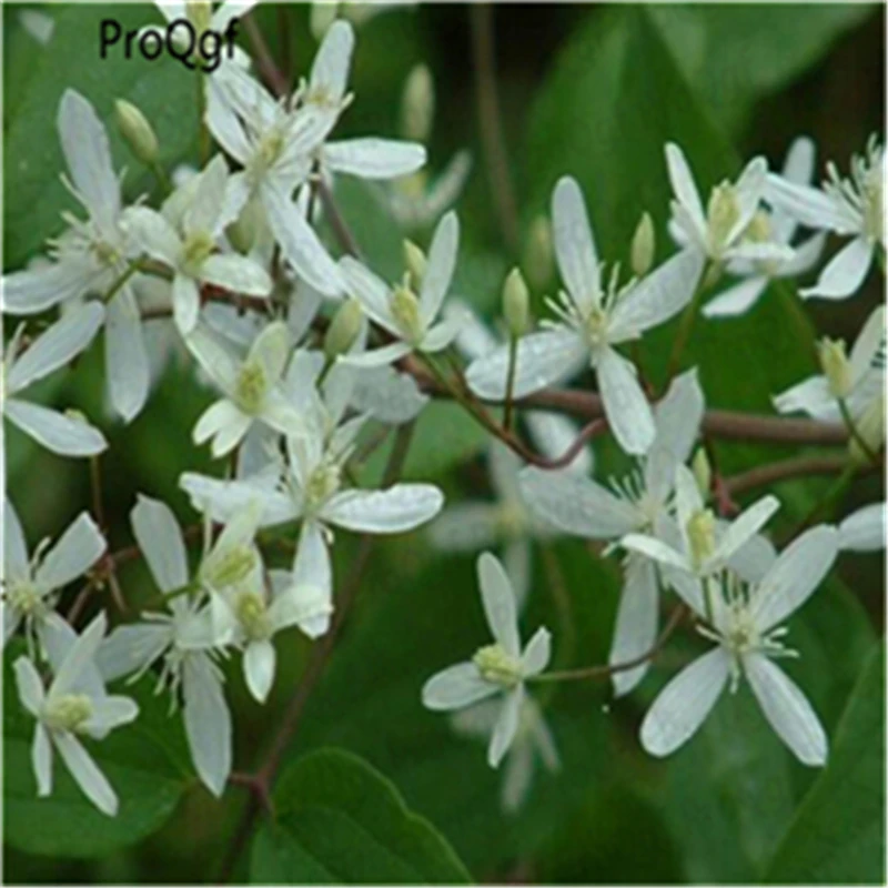 Ngryise 15 шт. набор Clematis florida Root