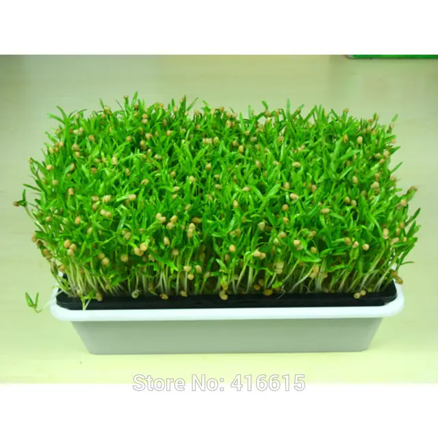 Nursery Trays Lids Durable Pots Plant Seeds Grow Box Tray Nursery Trays Lids Durable Pots Plant Seeds Grow Box Tray Insert Propagation Seeding Case Flower