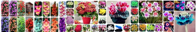 100 szt Hiacynt bonsai wieloletnie Hyacinth roślina doniczkowa Indoor roślina Easy rosną w doniczkach kwiat roślin Bonsai dla domu ogród tanie i dobre opinie Bardzo proste Roczne Wykluczone Nowa roślina Upiększających Mini średni duży mały Wiosna Virgo Subtropikalnych 100 szt Hiacynt bonsai wieloletnie Hyacinth roślina doniczkowa Indoor roślina Easy rosną w doniczkach kwiat roślin Bonsai dla domu ogród tanie i dobre opinie Bardzo proste Roczne Wykluczone Nowa roślina Upiększających Mini średni duży mały Wiosna Virgo Subtropikalnych