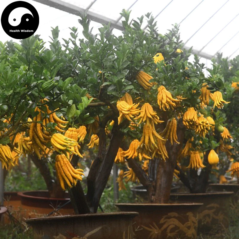 

Buy Citrus Medica Sarcodactylis Tree Semente 120pcs Plant Citron Bergamot Tree
