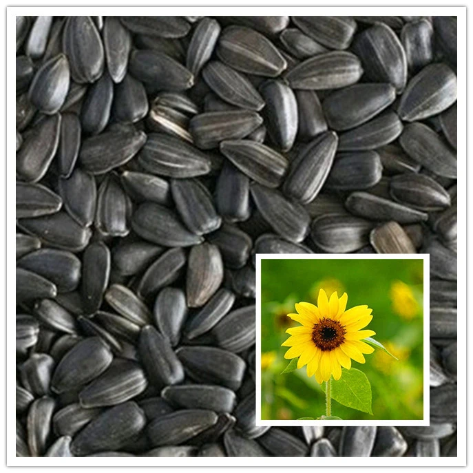 60 Bunga Matahari Kerdil Biji Bonsai Indoor Outdoor Kerdil Mini Biji Bunga Matahari Balkon Mini Tanaman Plant Silicon Planting A Seedplant Stalk Aliexpress