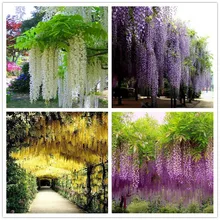 Wisteria Seeds 10seeds/pack,rare bonsai wisteria tree seeds Indoor ornamental plants flower seedsPurple yellow white pink Mix