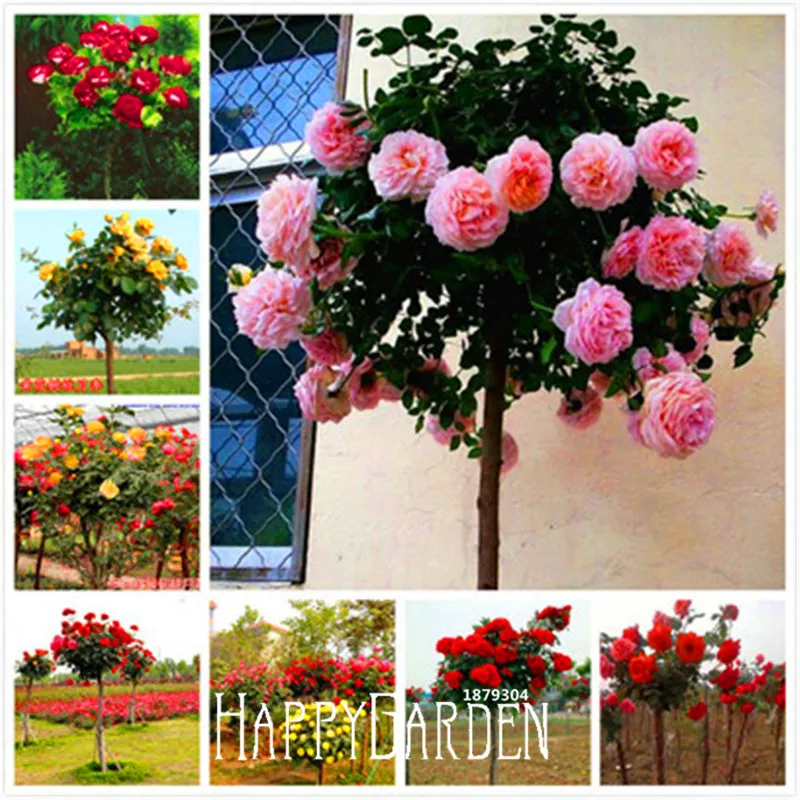 Не упустите предложение! 100 шт./упак.-натуральная Свежие Редкие Rosa Chinensis Dendroidal роза цветок дерево бонсай,# WC57BW