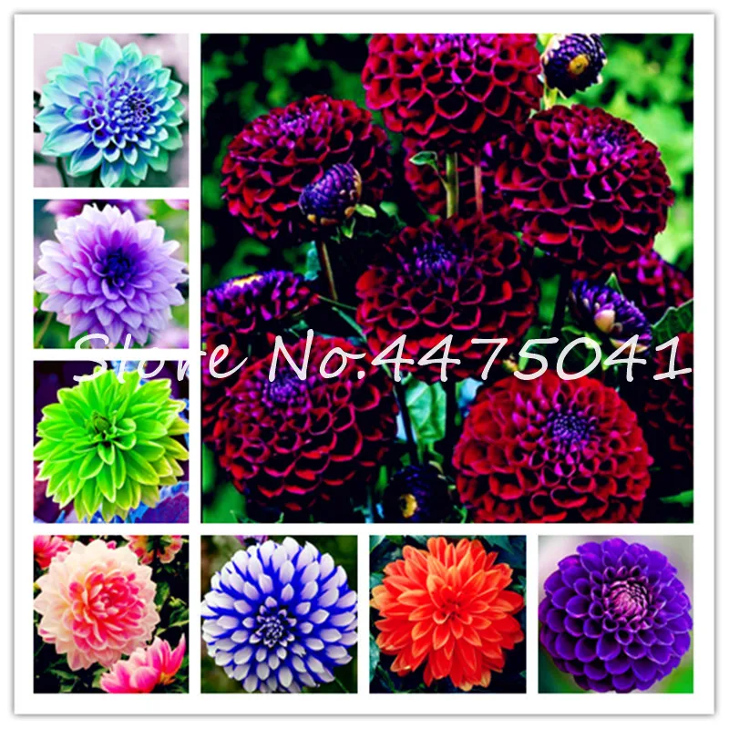 

Hot 100 Pcs/Bag Rainbow Dahlia Bonsai, Heirloom Chinese Dahlia Bonsai Flower, High Germination Plant For Home & Garden Diy