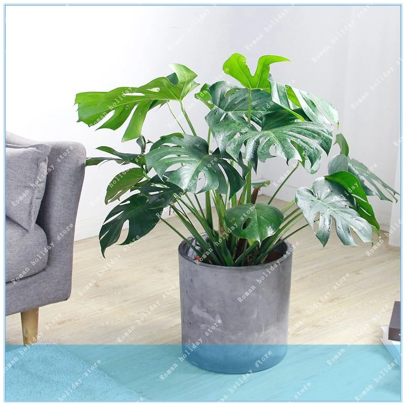 

ZLKING Turtle Leaves Monstera Potted Plants Perennial Rare Tree Bonsai Angiosperms 50 Pcs DIY Home Garden Plant