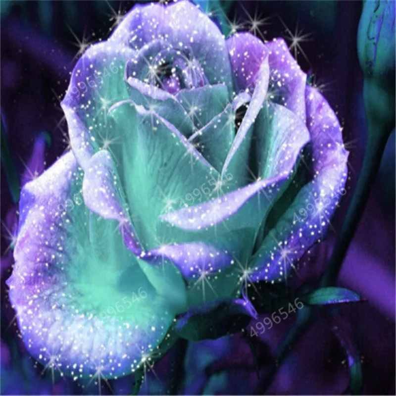 200 pcs Rare Holland Rainbow Rose Flower bonsai Home Garden Rare Flower plant rainbow Rose flores,rose flower seedlings
