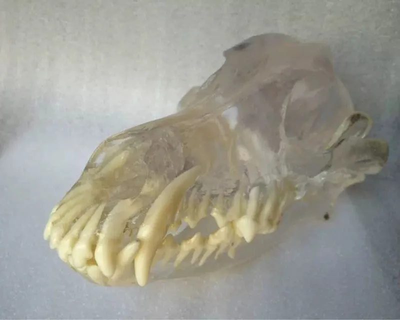 R2-01 Dog Dentition Model