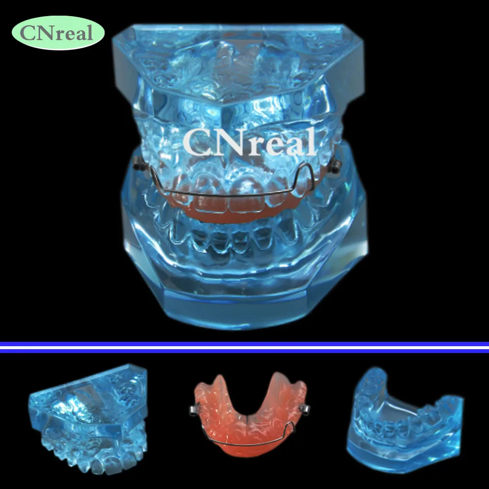 

1 piece Dental Orthodontic Appliance Model With Teeth Retainer for Teaching