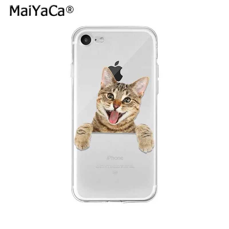 Cute Cat Kitten