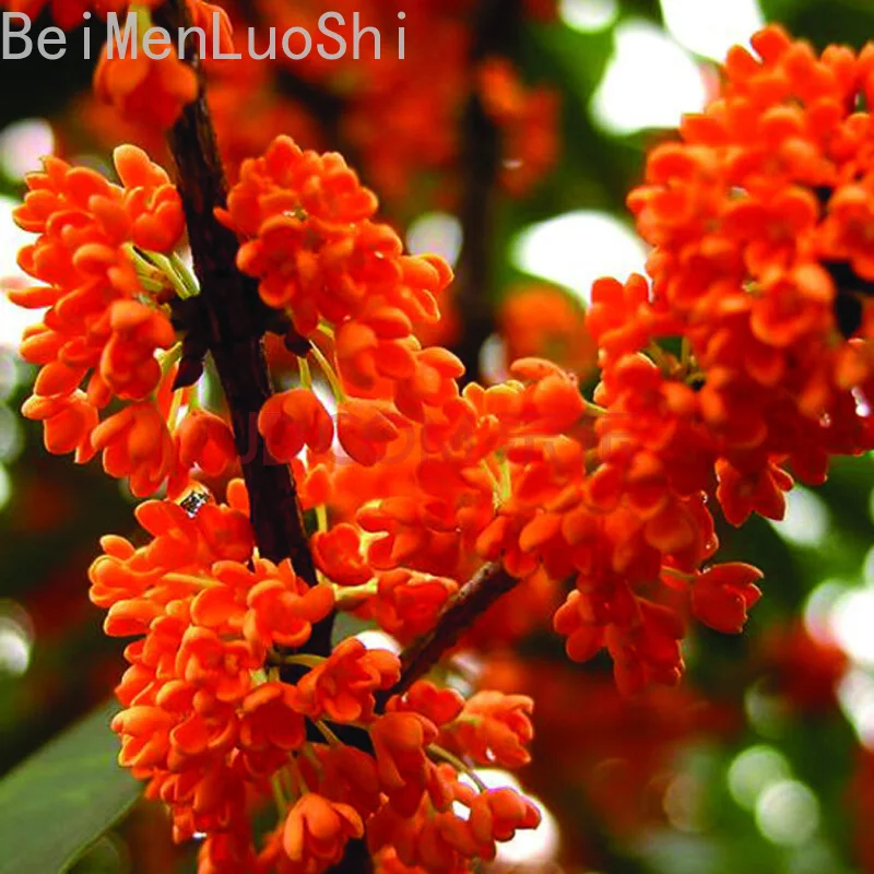 

Osmanthus fragrangs CV 'zhusha' garden decoration bonsai tree Air purification plants 30pcs