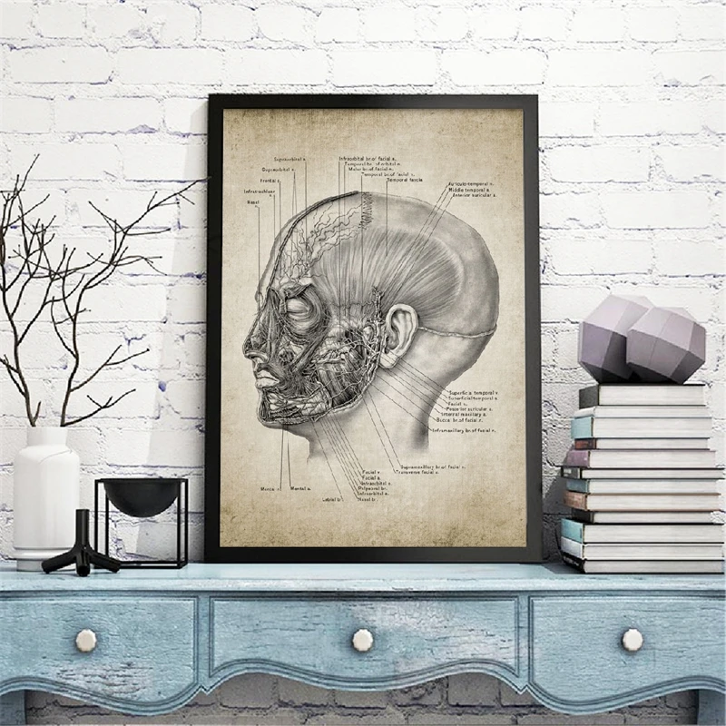 

Head Anatomy Medical Wall Art Canvas Posters Prints Vintage Human Head Illustration Painting Wall Picture Doctor Office Decor