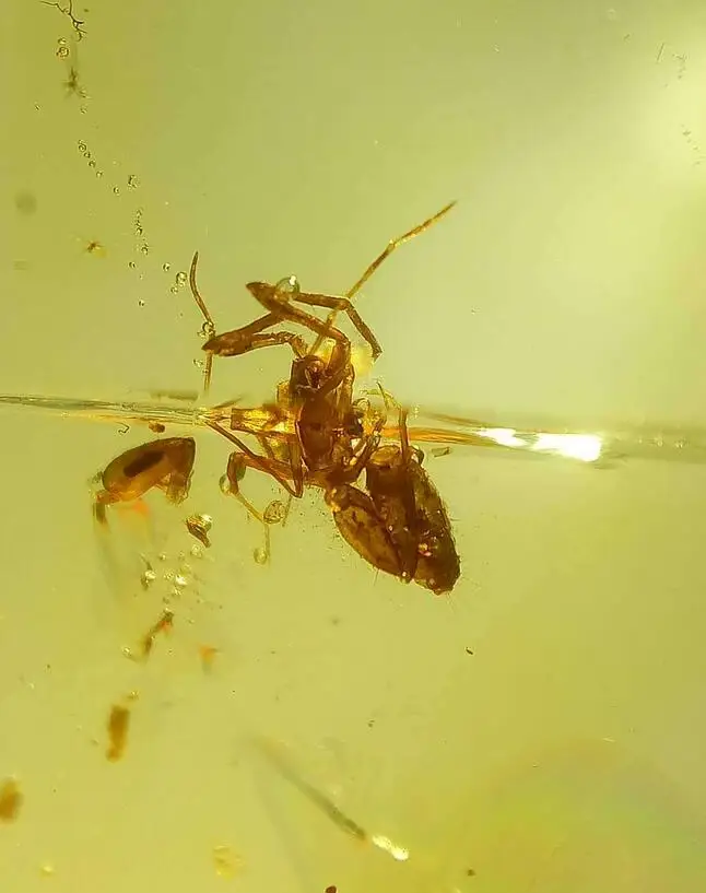Polyxenidae&ampSchizomida Untreated burmite Myanmar Burma Amber insect 100 million years lynx stone from dinosaurs age Cretaceous |