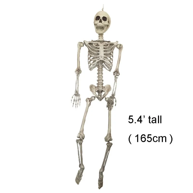 Skeleton