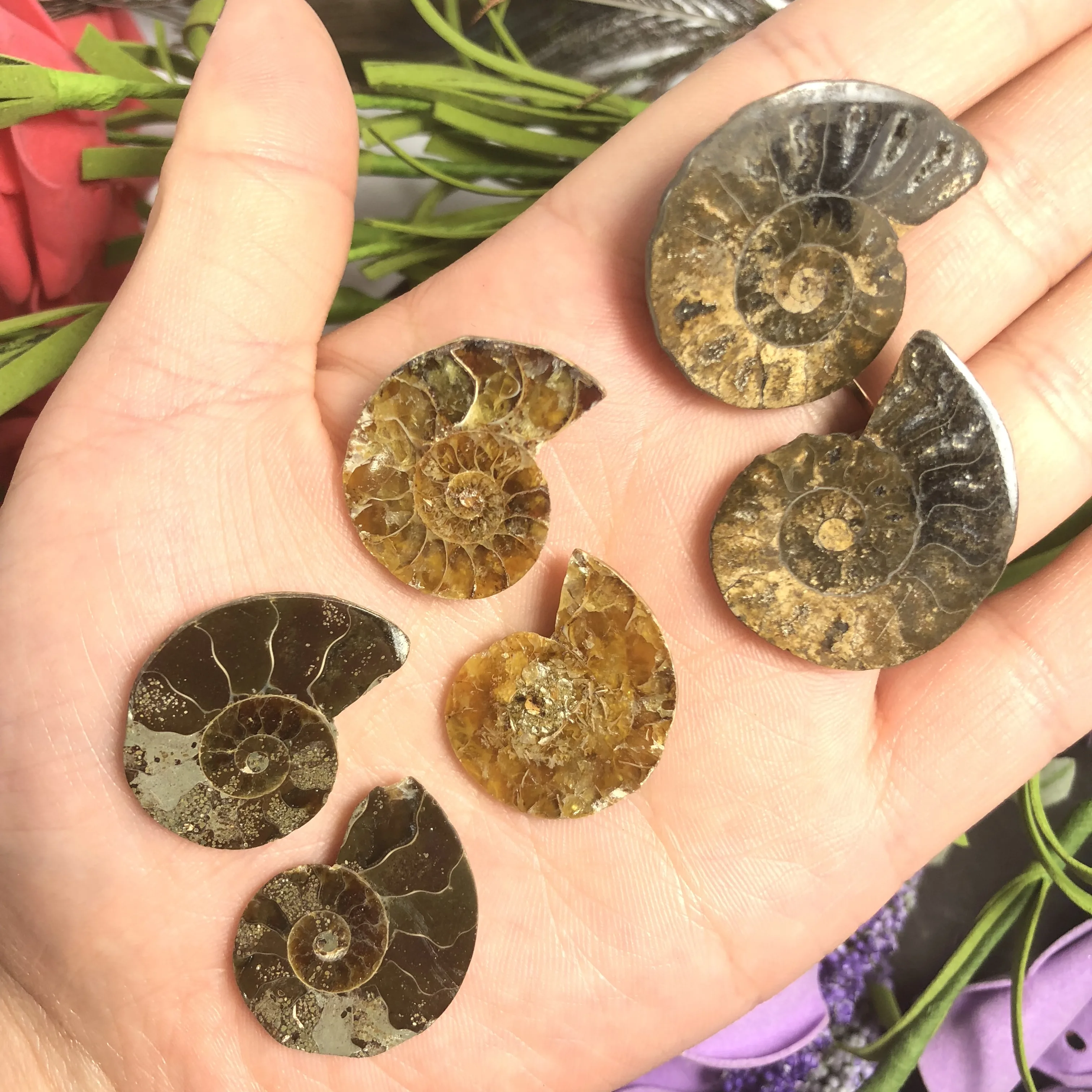 Натуральный Полированный козий гудок окаменелости аммониты Conch douvileras