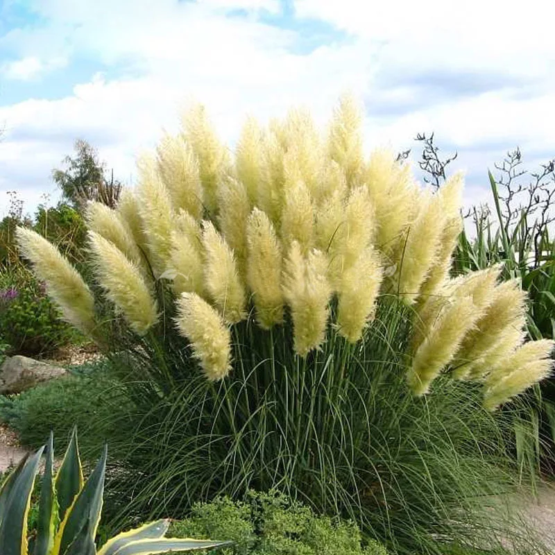 500 pcs Rare Pampas Grass Seeds for home garden HTB18NaqRXXXXXbkXpXXq6xXFXXXU - 500 pcs Rare Pampas Grass Seeds for home garden