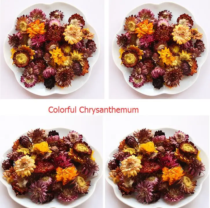 colorful chrysanthemum