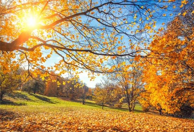 laeacco autumn tree yellow