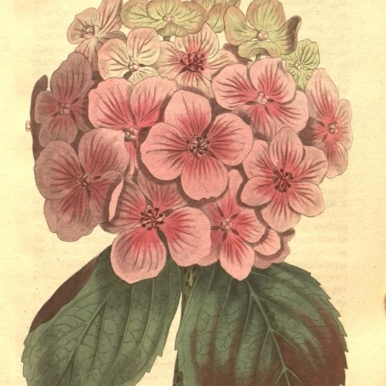 Botanical Print Of A Pink Hydrangea Poster Print (18 x 24)