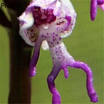 

500Pcs Japanese monkey face orchid