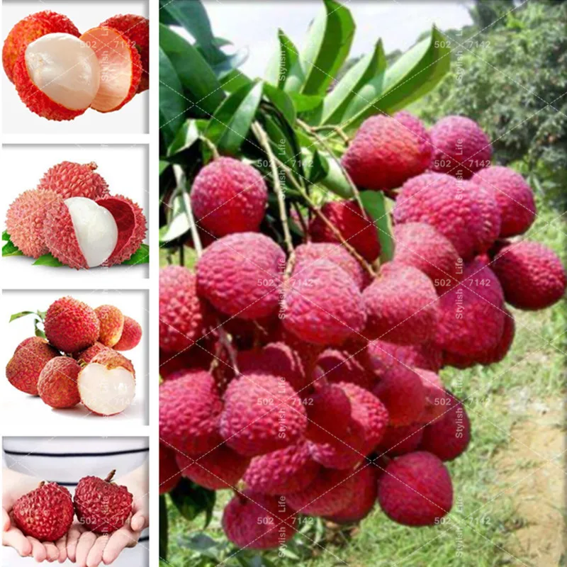 

100% true Lychee bonsai tropical fruit tree plant in Bonsai,red and yellow litchi plant for Home garden Easy to Grow-5 pcs
