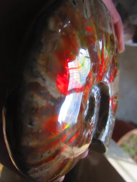 Cheap 626g(1.37 lb) Iridescent Ammonite Ammolite Specimen Fossil Madagascar BFB1043