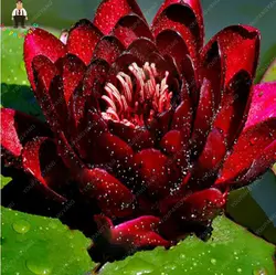 10 шт.. водяная Лилия растения лотоса редкий красный пустой цветок бонсай ароматный Восточный бонсай красивый домашние, садовые растения