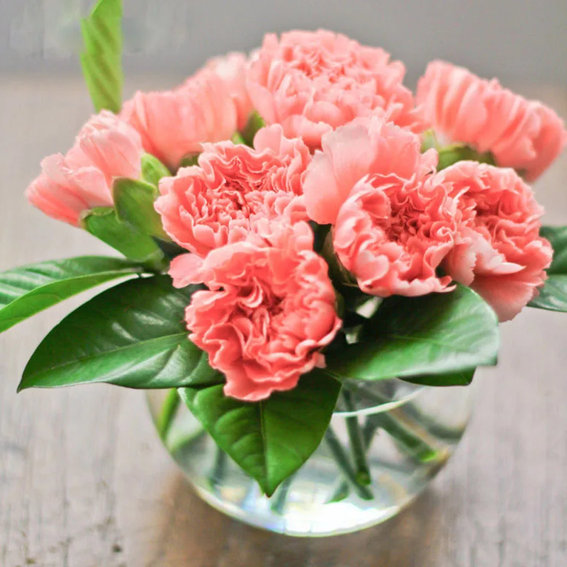 200 Pcs/bag Shallow Red Carnation Seeds Balcony Potted Courtyard Garden