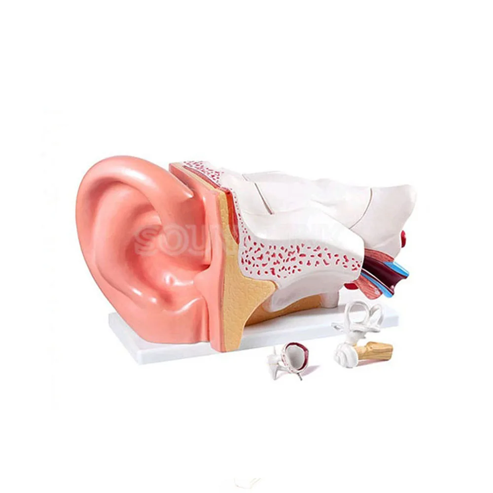 

Ear Anatomy Model Educational Anatomical Ear for DIY Earphone Clinics