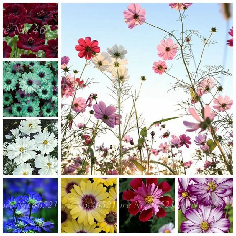 

Hot 100 Pcs Chocolate Cosmos Bonsai Flower Blooms All Summer Long And Has Rich Scent Like Chocolate Diy Home Garden Flower
