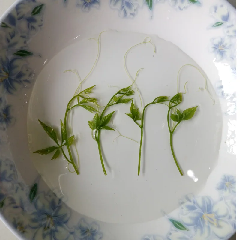 500 г/100 г Высокое качество Gynostemma pentaphyllum чай Семь листьев хорошее здоровье для тела|